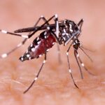 Dengue: लक्षण, प्रकरण और बचाव